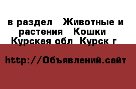  в раздел : Животные и растения » Кошки . Курская обл.,Курск г.